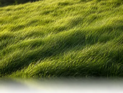 Pasto verde y parejo